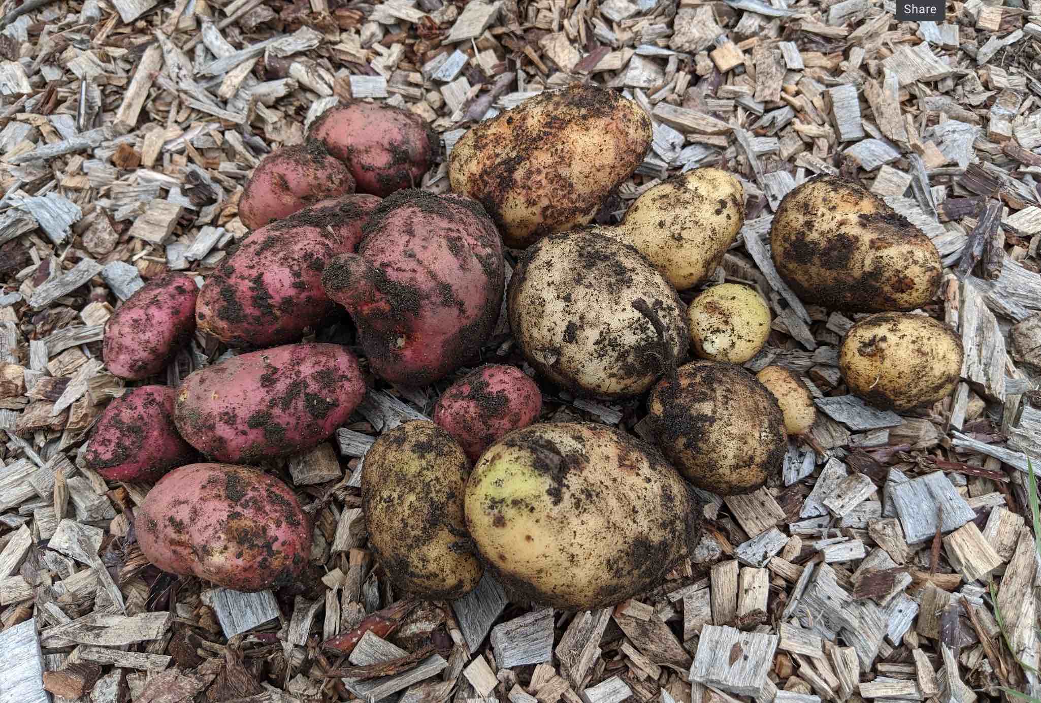 potato-salad